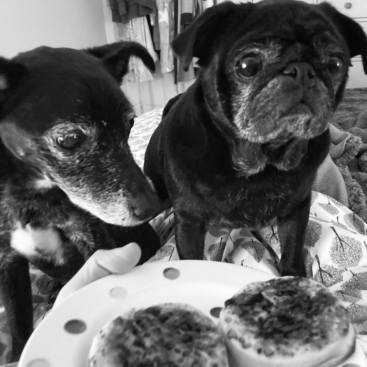 watwilts's tweet photo. Not exactly a peaceful breakfast 😂 #project365 https://t.co/dVtuwdrrIW