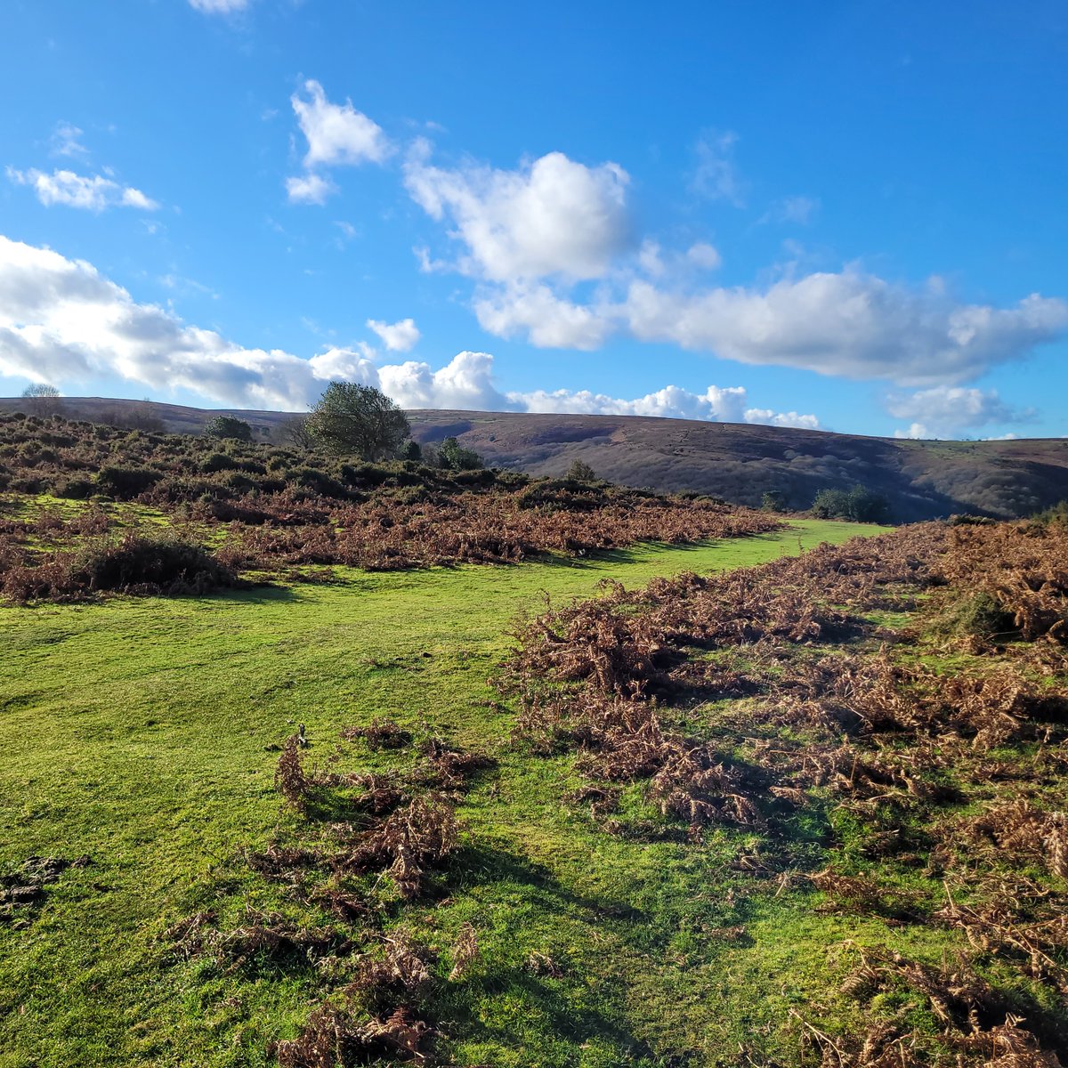 Lovely morning on the Quantock hills this morning for my walk. Who needs a gym with these slopes to climb.

<a href="/quantocknature/">Emily Heckscher</a> 
<a href="/Quantockhills/">Quantock Hills National Landscape</a>  
<a href="/FrofQuantock/">Friends of the Quantocks</a> 
<a href="/QuantockLPS/">Quantock Landscape Partnership Scheme</a>