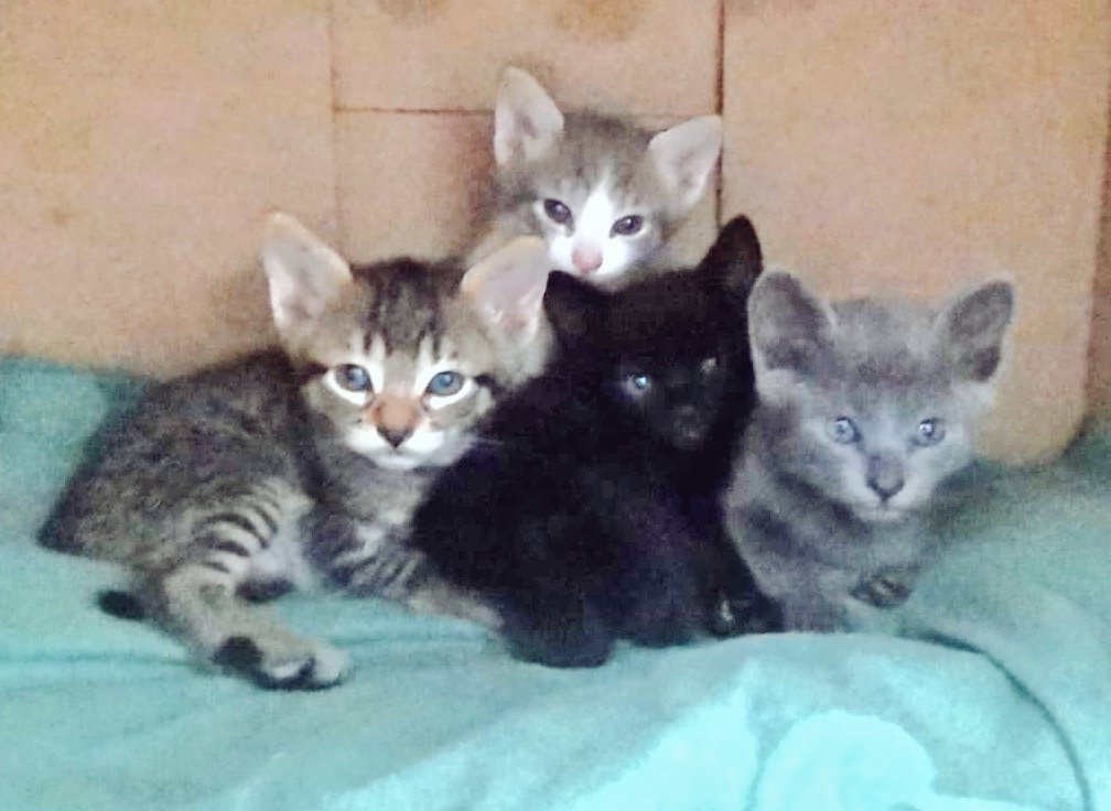 RinaMX's tweet photo. Estos bebés están en Cuernavaca en casa de mi suegra y pronto estarán en adopción estan hermosos y saludables y estaría bien padre que encontrarán un excelente hogar, son 3 hembras (negrita, gris y bicolor) y 1 machito (atigrado). Se van con protocolo de adopción ❤️ #kittens https://t.co/5asKoDN7xA