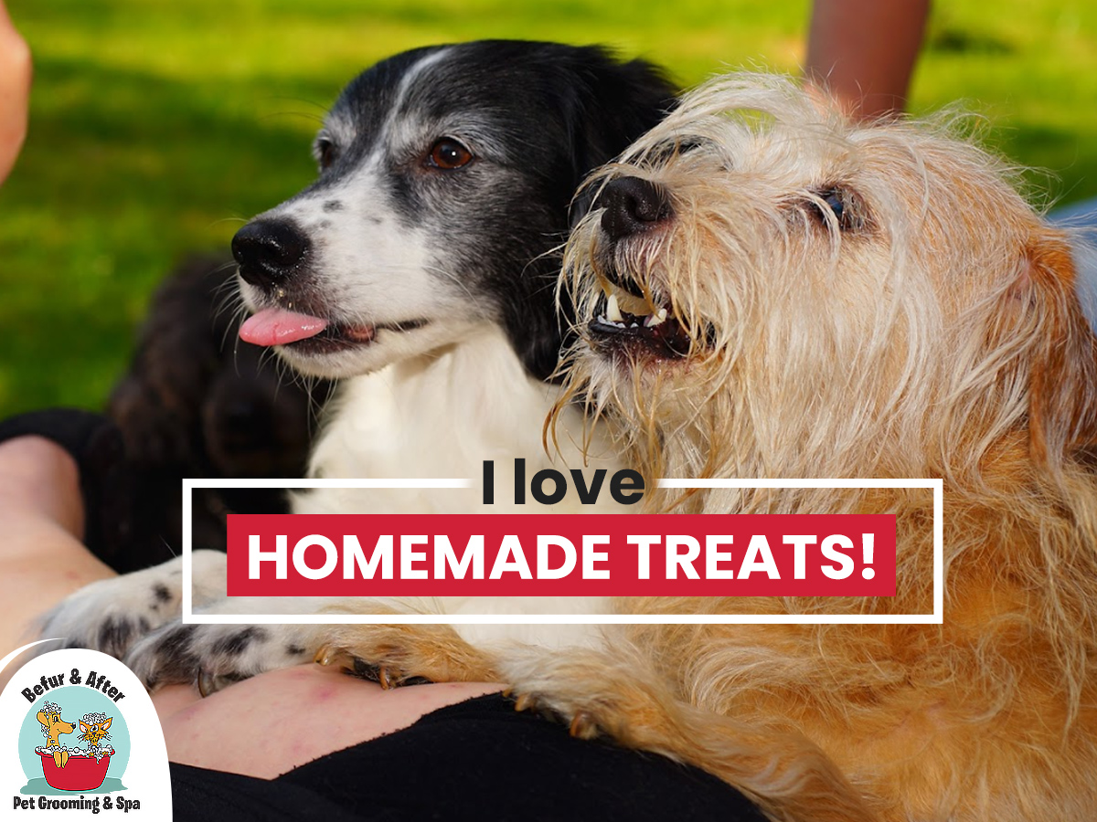 befurandafter's tweet image. What pet wouldn’t love getting homemade treats for Christmas! You can find a lot of pet treat recipes online. Baking treat gifts is something the whole family can enjoy together! social.befurandaftergrooming.com/call-now-for-g… #BefurAndAfterGrooming #PetGrooming #HolidayPets