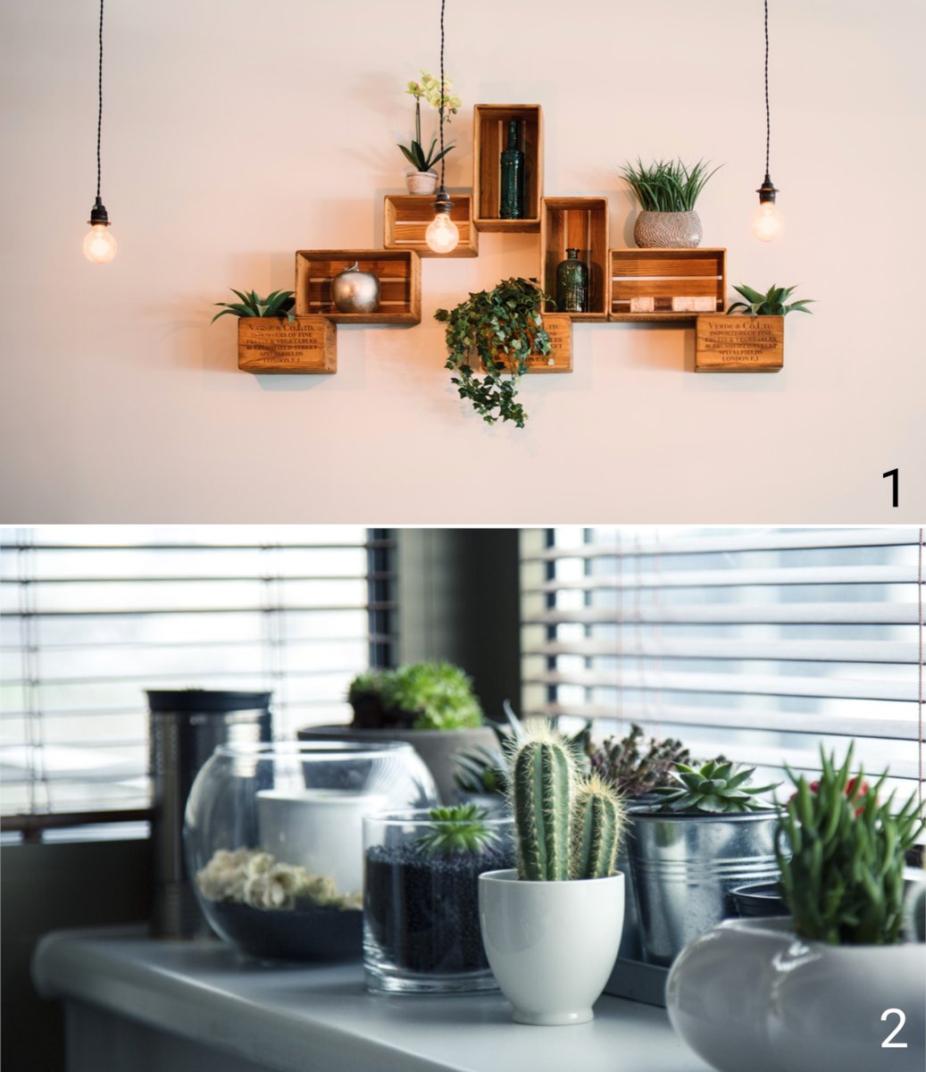 trurealty's tweet photo. If you were to bring a bit of nature inside, which of these styles would you opt for, 1 or 2? 🌿🌵

Tru 
https://t.co/6QdX8DSNHV
855.242.8878 https://t.co/dguw5SAMpF https://t.co/S29KEgFGbx