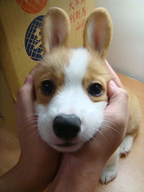 Akelaa's tweet photo. HORROR BREAK: A Break From Everyday Horror: The Elusive Bunnypup Edition
#HorrorBreak https://t.co/YXWI9YUts7