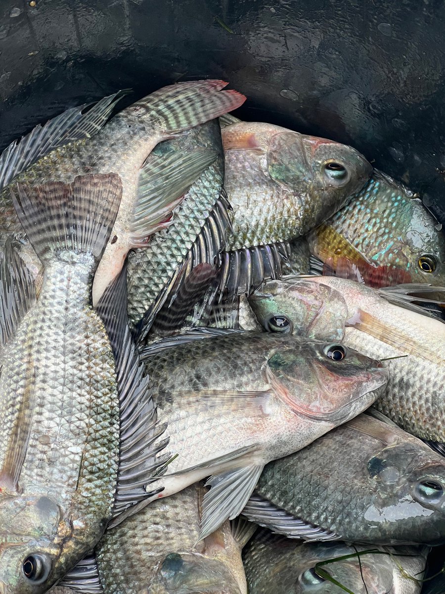 codemarmarica's tweet photo. Esse é o nosso objetivo com o programa Lagoa Viva: provocar sorrisos de felicidade! 😁 Eles demonstram que estamos no caminho certo.
O aumento de nossa fauna na lagoa quer dizer a retomada da atividade de pesca, consequentemente mais pescadores felizes.
#CODEMAR #LagoaViva https://t.co/bDmVlERg6D