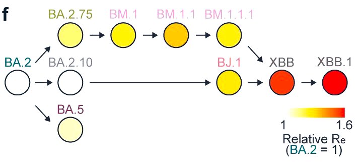 Karl_Lucid's tweet photo. #XBB is not just another #BA2-#variant of #SARSCoV2 but has a “#sexual” #genealogy: This virus was conceived
— very similar to the #Hercules of #Aeschylus’ #PrometheusBound —
by an “#incestuous” #couple of the BA.2-#lineage:
BJ.1 x BM.1.1.1 🟰 BA.2.10.1.1 x BA.2.75.3.1.1.1 https://t.co/gvyaUKH18O