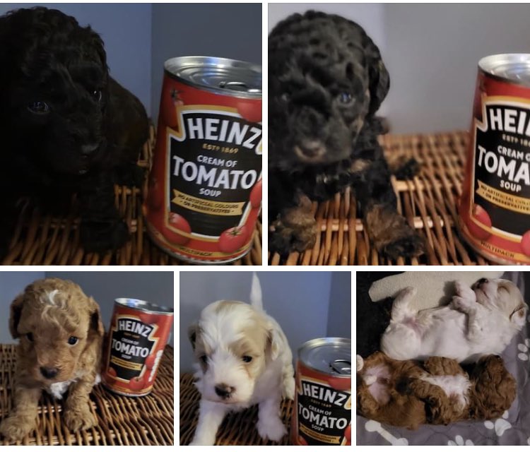 twonetti's tweet photo. @HeinzUkoffical @HeinzUK  I have no idea why my mother took photos of her pups next to soup, but she did… Happy New Year! 🤷‍♀️😂 https://t.co/H9FNnBB1HZ