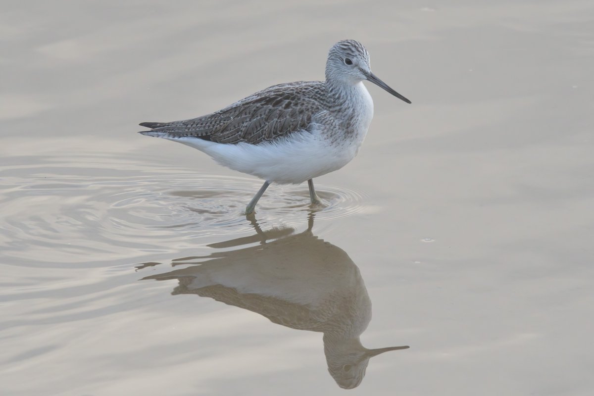 ESBR_Essex's tweet photo. Hour and a half on the Stour before work this morning helped push the #yearlist to 75 - pics: some frisky RB Mergs, stunning views of Greenshank and, as it's a new year, a new pic of 'Mistley Med' @EssexBirdNews #essexbirding https://t.co/I1gv1Z3d5W