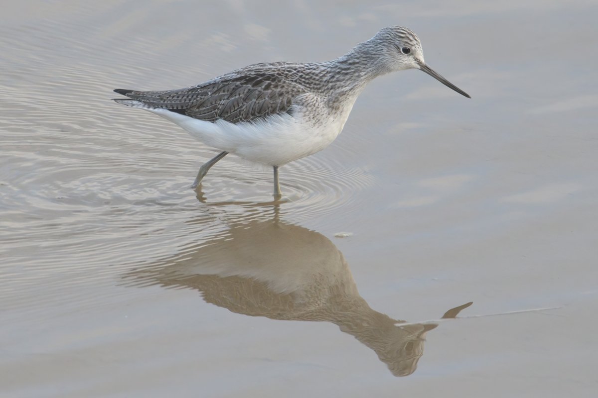 ESBR_Essex's tweet photo. Hour and a half on the Stour before work this morning helped push the #yearlist to 75 - pics: some frisky RB Mergs, stunning views of Greenshank and, as it's a new year, a new pic of 'Mistley Med' @EssexBirdNews #essexbirding https://t.co/I1gv1Z3d5W