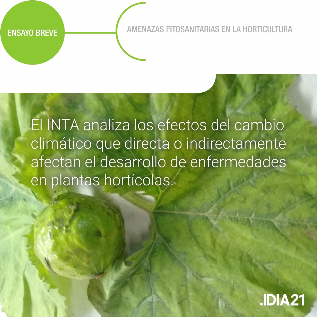 intaargentina's tweet photo. Las amenazas fitosanitarias en la #horticultura

Para garantizar la resiliencia y adaptación de los cultivos al cambio climático, es esencial la promoción de la conservación, el uso y el intercambio de la biodiversidad vegetal.

#RevistaIDIA21 → https://t.co/BgRj6cxMjV (pág. 20) https://t.co/TAV0ZNr3Er