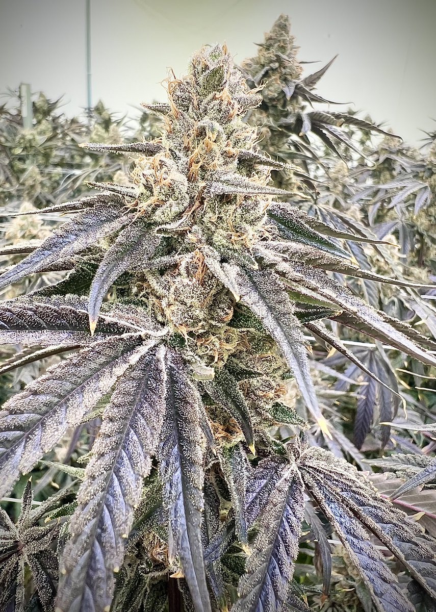 Ben_grows's tweet photo. First harvest of the New Year 🍇 🍬 ⛽️ #happynewyear #2023 #stonerfam https://t.co/N5aBLtwu7i