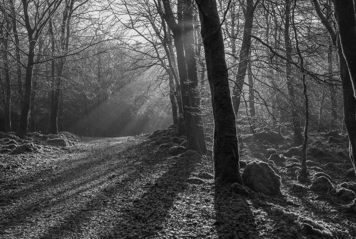 LiamFFarrell's tweet image. New Year Light show in Union Woods.  #lovesligo #blackandwhitephotography #backlit #woodlandwalks #sligotrails @SligoWalks @choosesligo #sligoway @sligotours @love_sligo #winterphotography #waterdroplets