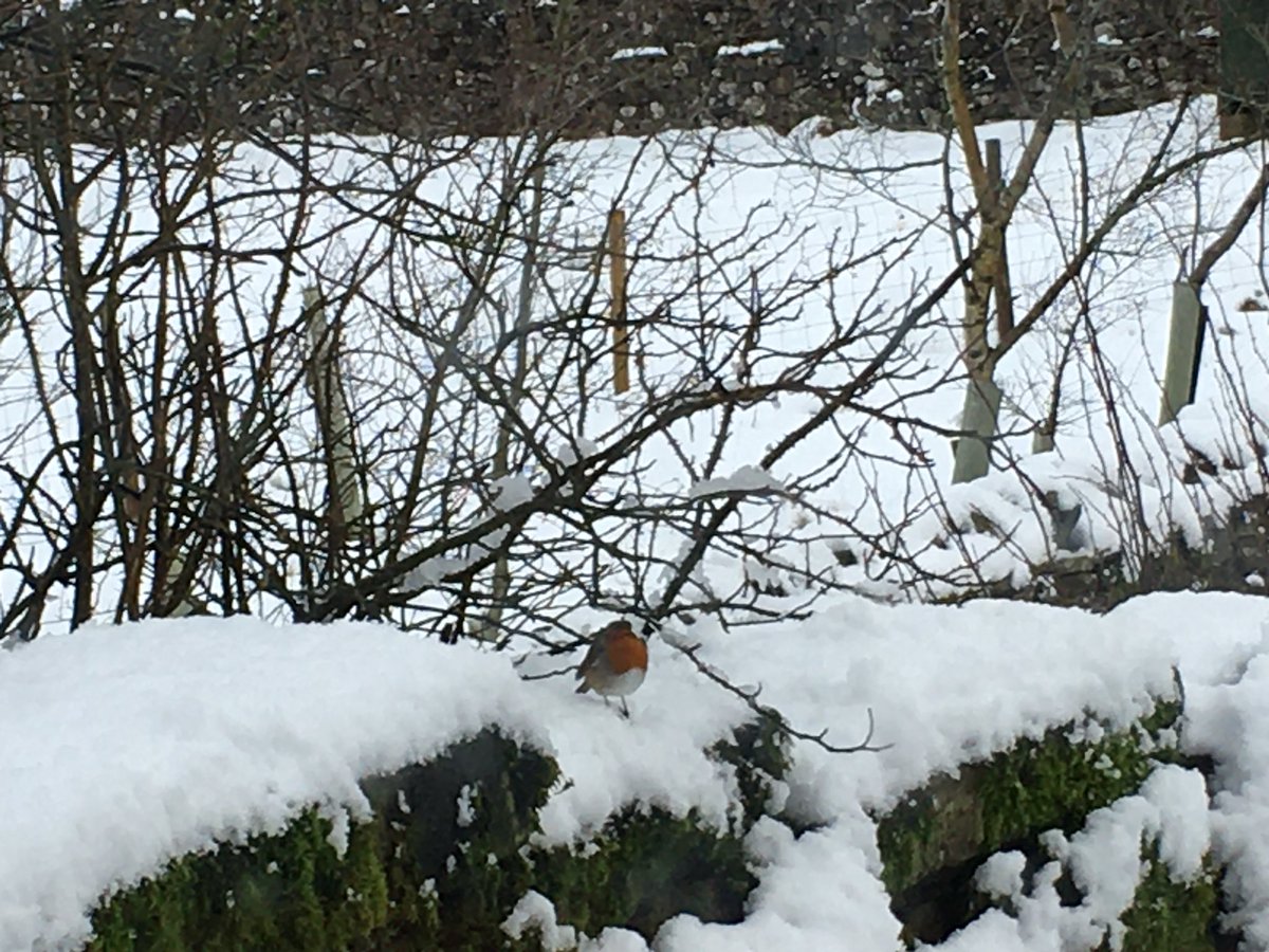 Our robin has been taking a post Christmas break but here he is when it was snowy! Bet a lot of #hedgewatch ers have been spotting ‘em too! #12DaysWild Day 9 😺❄️🪺