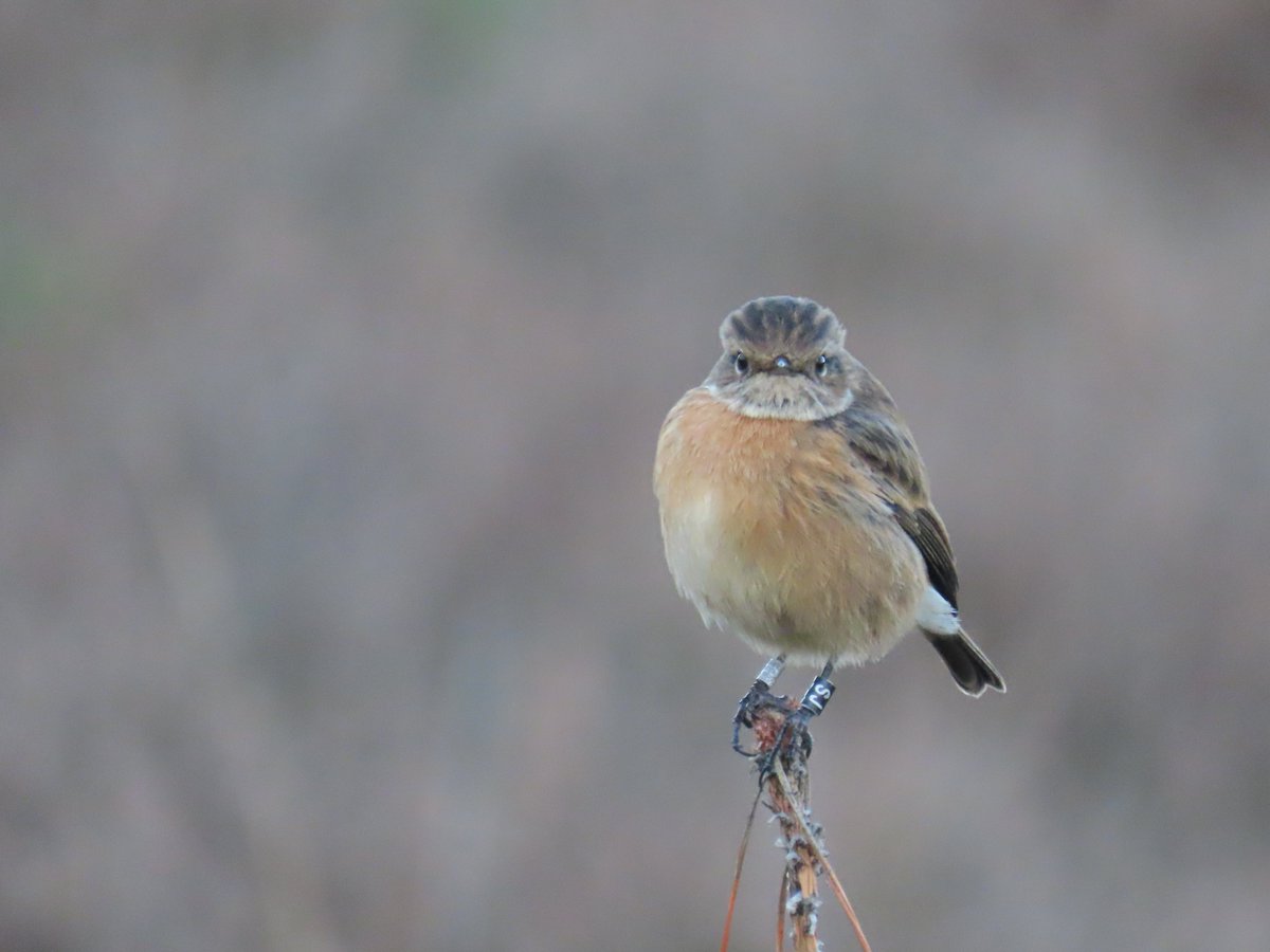 Caught up with Sammy Jo (SJ), today.  I think her eyes were bigger than her stomach when it came to eating that worm. It took her 2 over minutes to eat that last bit that you can see in the first photo. I wonder how long the whole meal actually took?!