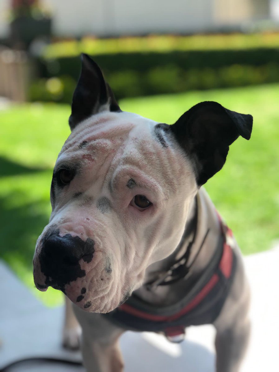 Hace 1 año recogí a una pitbull en malas condiciones. Tras el tratamiento médico necesario la dimos en adopción. Tristemente, ayer murió atropellada al salir corriendo x miedo a los cuetes. Detonar cuetes es ilegal y anticívico, pero tmbn asusta mucho a los animales. RIP Clara 💔