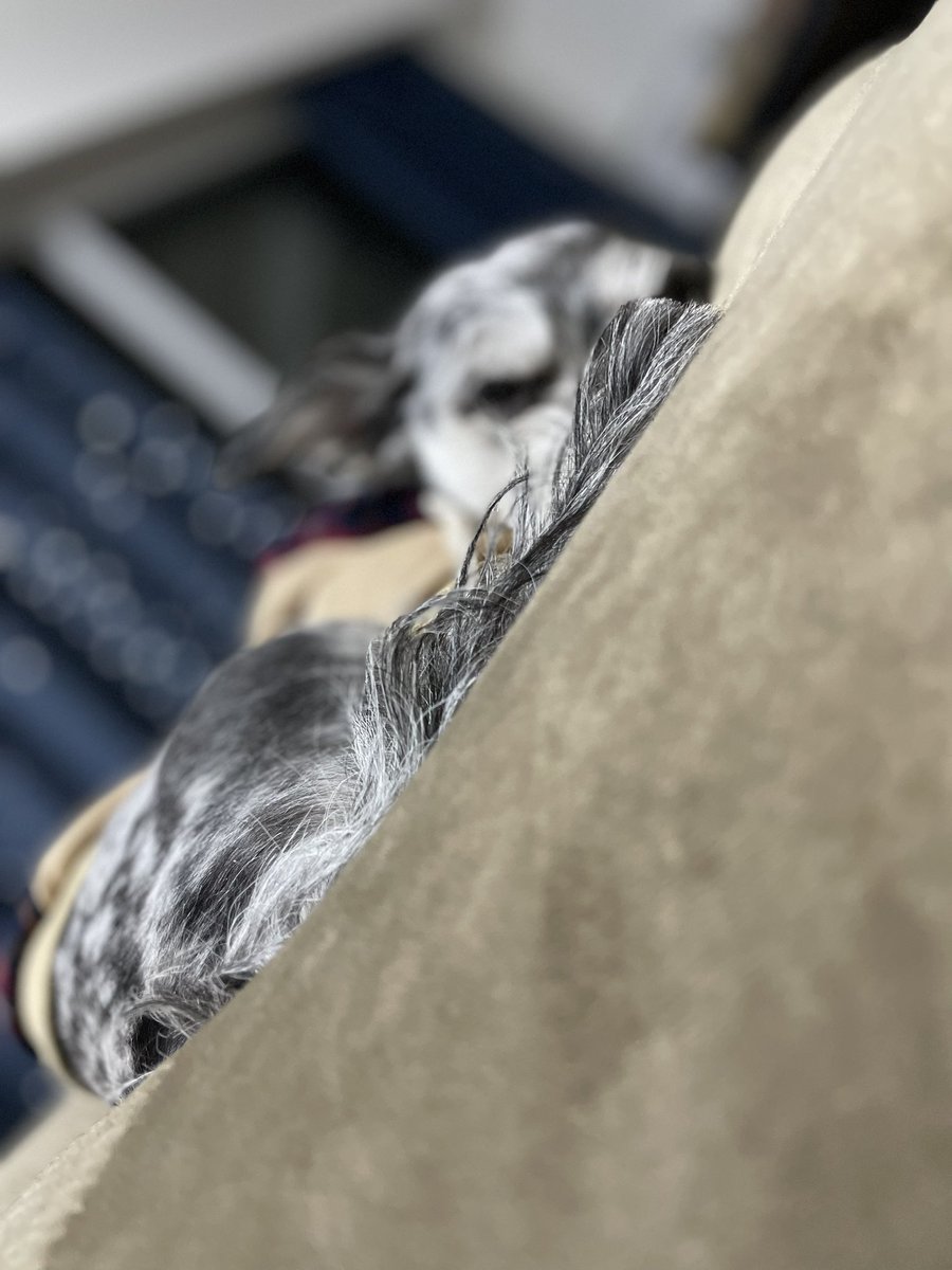 _Carpediem_'s tweet photo. あぁぁぁ、可愛( 💓∀💓)
カットしたらお顔小さくなった。。

 #愛犬
 #多頭飼い
 #MIX犬
 #トイプードル https://t.co/rRco3PqZfx