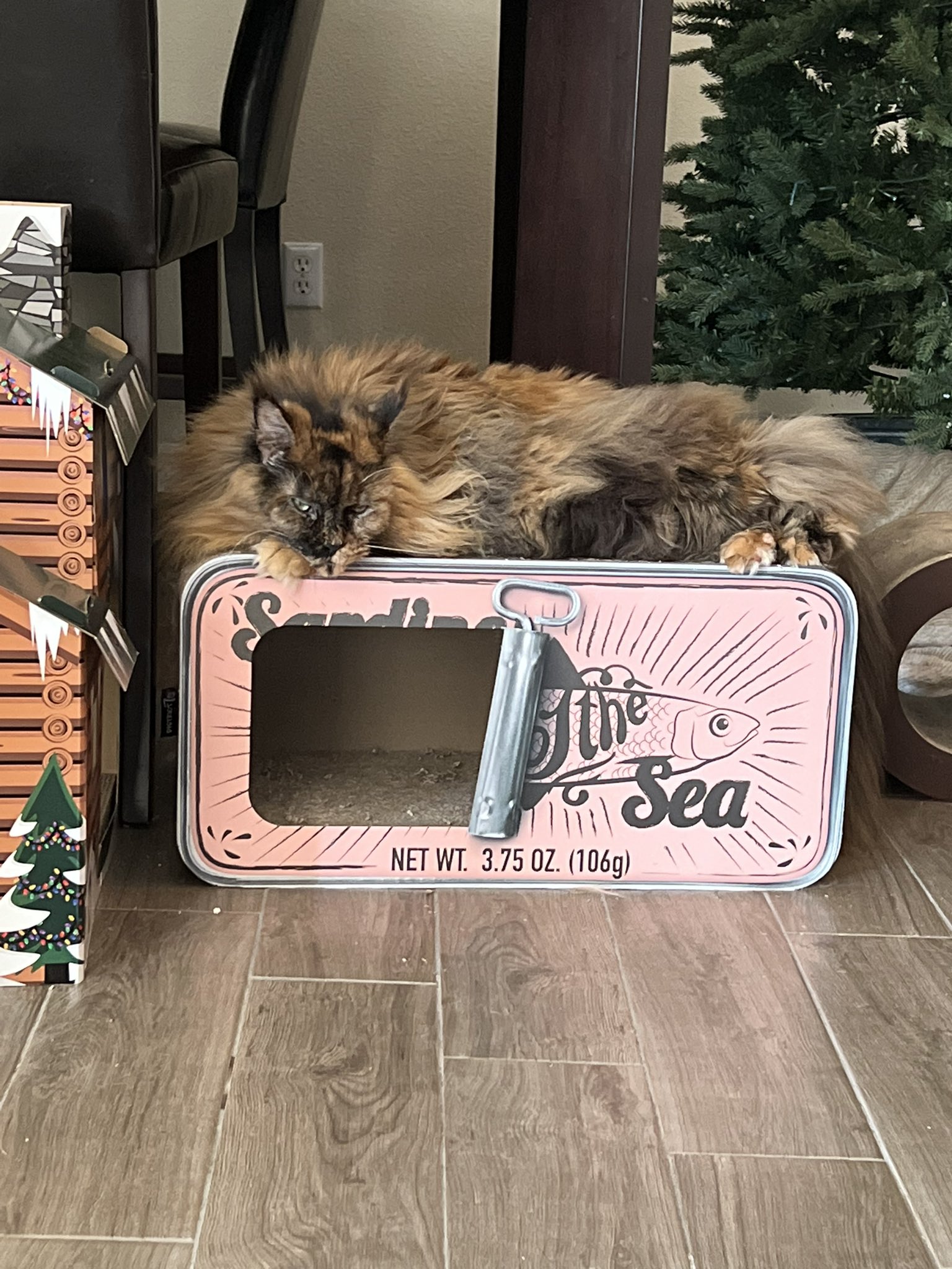 WeRateCats (_We_Rate_Cats) / Twitter