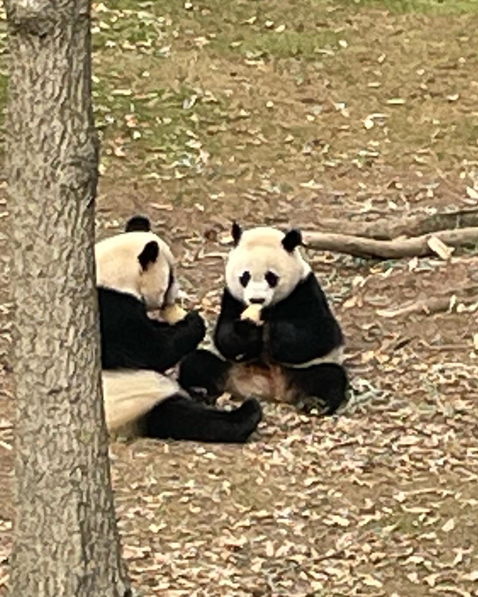 coogle_christan's tweet photo. Great day at the @NationalZooDC with my kiddos…#futurezoologist #wildlifelover #zoo #WashingtonDC https://t.co/Z2s0ZdDLX6