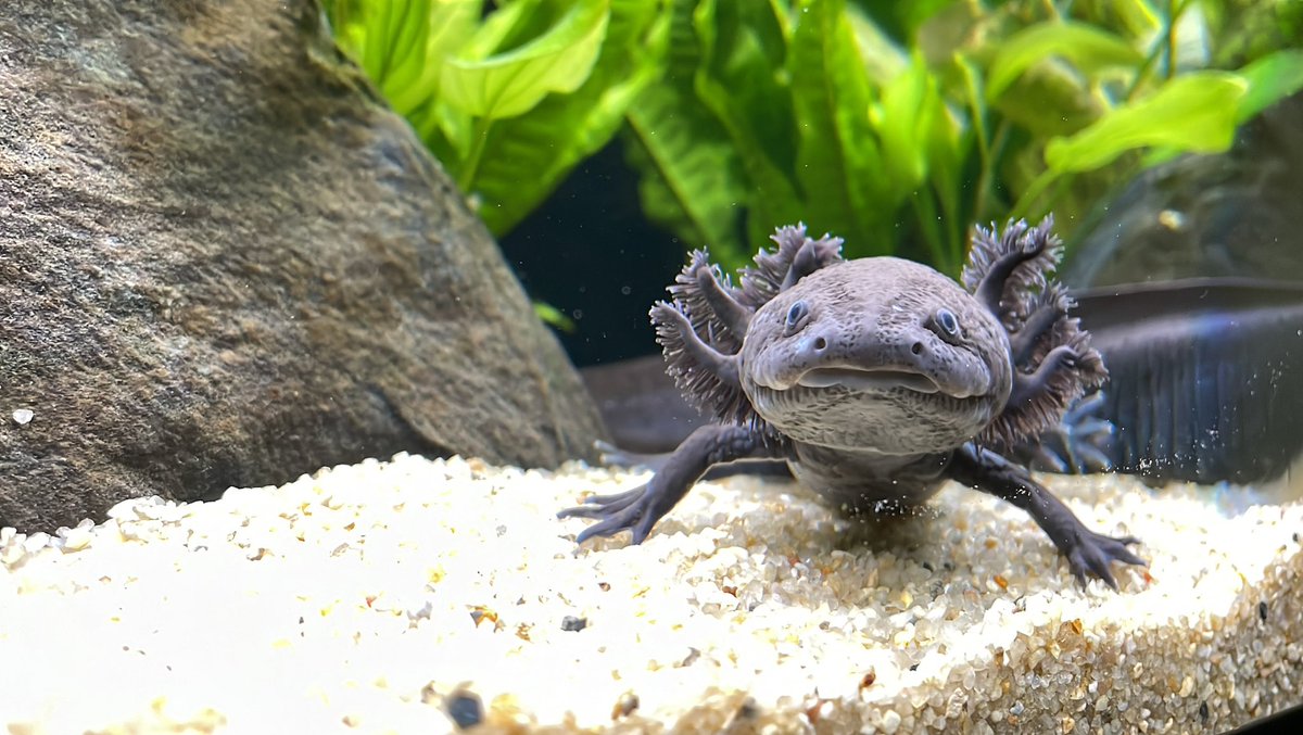 Schöne #Haustiere? Oder?