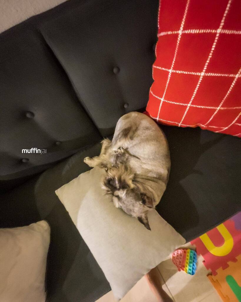 muffinjai's tweet photo. Happy New Year ๐พ๐ Iโm still tired from all the holiday events ๐ฅฑ๐ด #Schnauzer #SchnauzerGang #MiniatureSchnauzer ๐ถ๐พ https://t.co/kdnyZ57cZM #dogsofinstagram #dogsoftwitter #schnauzergang #schnauzeroftwitter #schnauzer #minischnauzer #miniatureschnauzer #schnauzers #miniscโฆ https://t.co/ZSC7xCuRlF