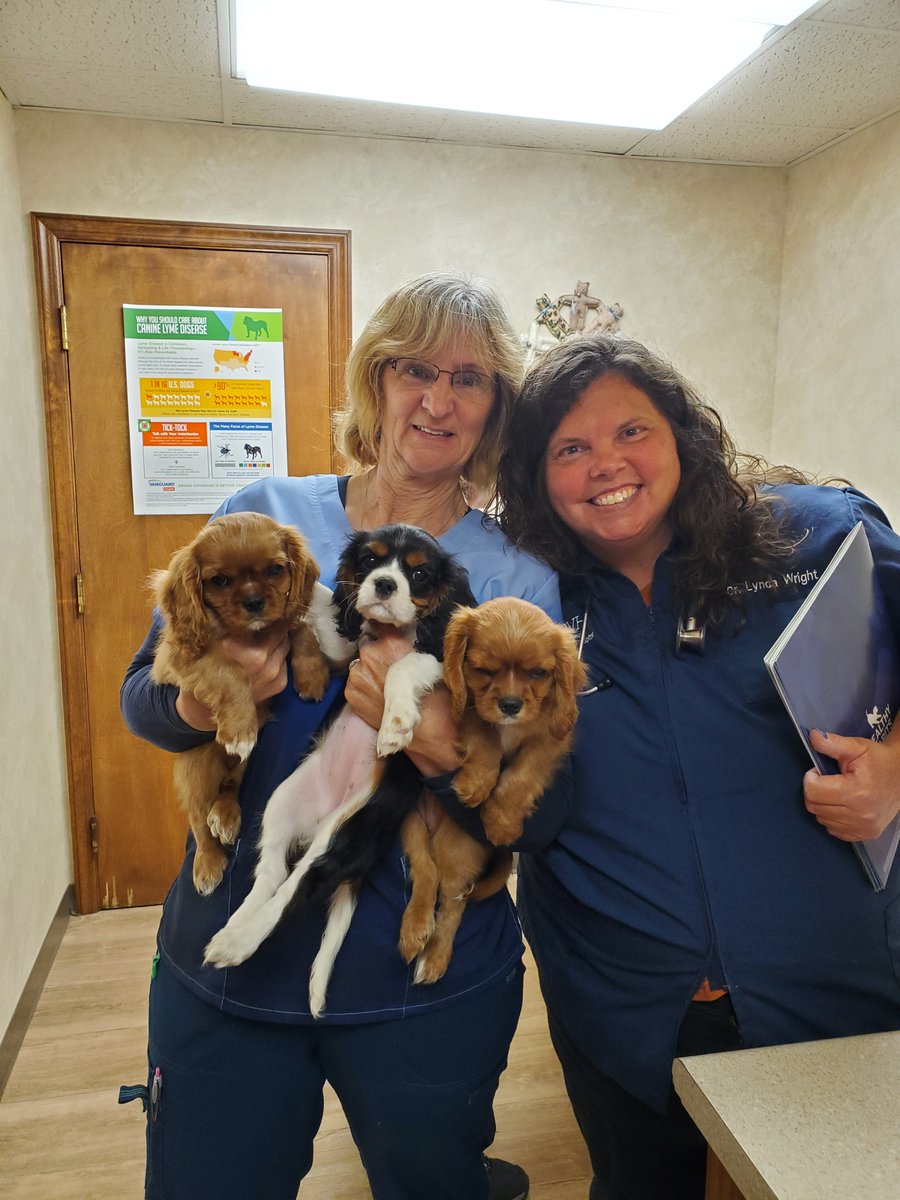 Phelps Veterinary Hospital tweet media