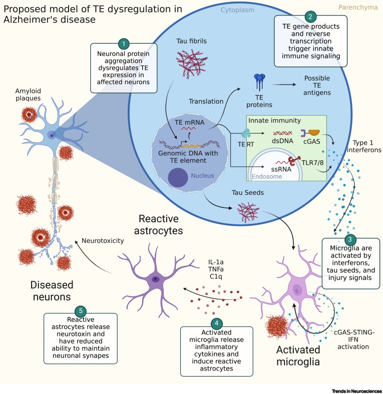 Trends in Neurosciences (@trendsneuro) on Twitter photo 'Transposable elements and Alzheimer’s disease pathogenesis'
by Teresa Evering, Jez Marston, <a href="/LiGanLab/">Gan Lab</a> & Douglas Nixon <a href="/TheNixonLab/">The Nixon Lab</a>
cell.com/trends/neurosc… 'Transposable elements and Alzheimer’s disease pathogenesis'
by Teresa Evering, Jez Marston, <a href="/LiGanLab/">Gan Lab</a> & Douglas Nixon <a href="/TheNixonLab/">The Nixon Lab</a>
cell.com/trends/neurosc…