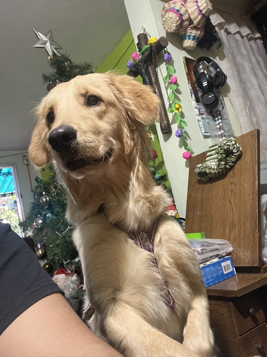 Alguien tiene hambre 🐶