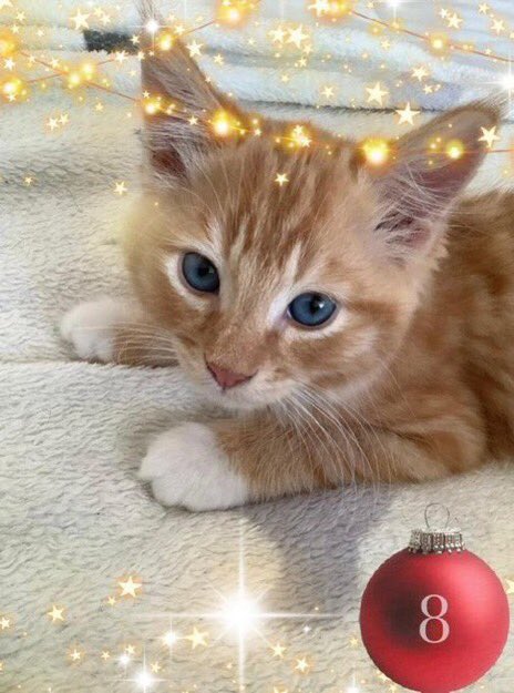 PlanetJCG's tweet photo. Let’s find furrever homes for the #gingers , #Kittens that is~  #AdoptDontShop #KittensofTwitter IMO ~ no home should be without one or two #GingerKittens 💕🐱 🐱 https://t.co/oBqSw07dnx