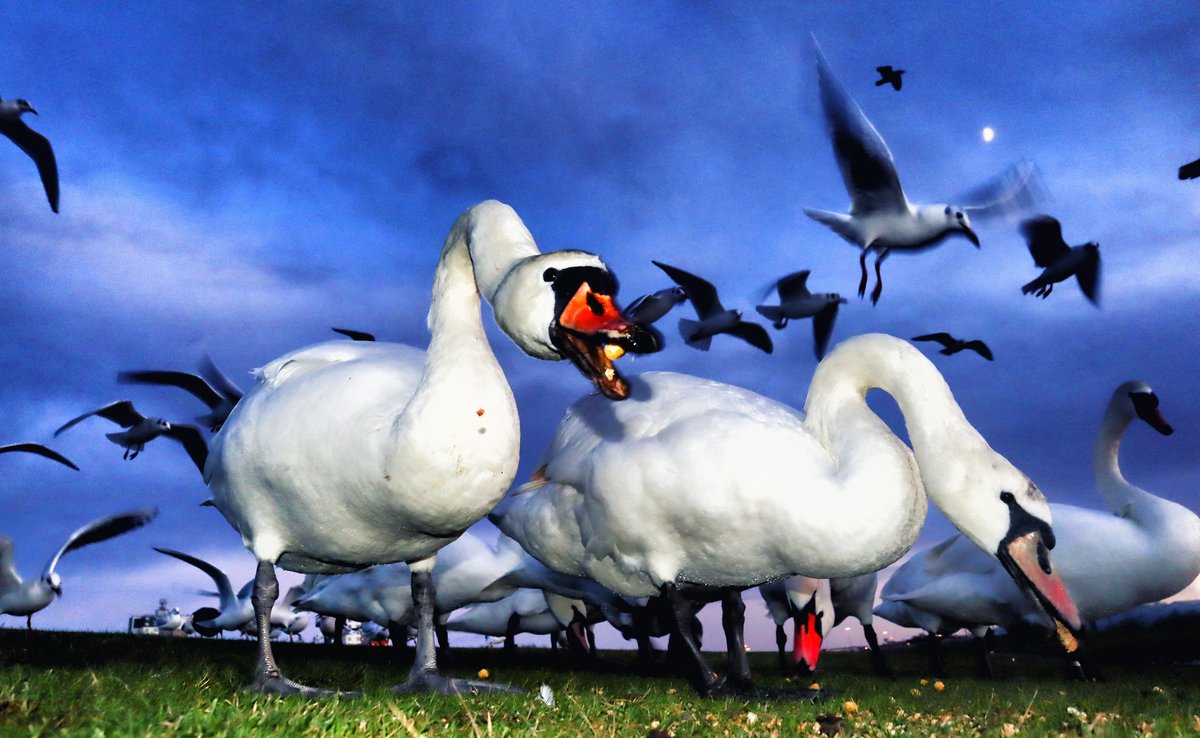 My #WexMondays & #Sharemondays2023 #fsprintmonday is here & #HappyNewYear2023 everyone! May all the best! #HappyNewYear #swan #swans #wildlife #wildlifephotography #flying #bird #waterfowl #swan #swanphotography #swans #moonlight #bluehour #lowdown #photography #moonlight #beauty