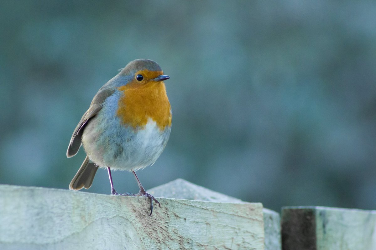 therealpricey's tweet photo. I’ve always loved seeing Robins and today was no exception.

#birdphotography #robin https://t.co/D3cb4Bu97W