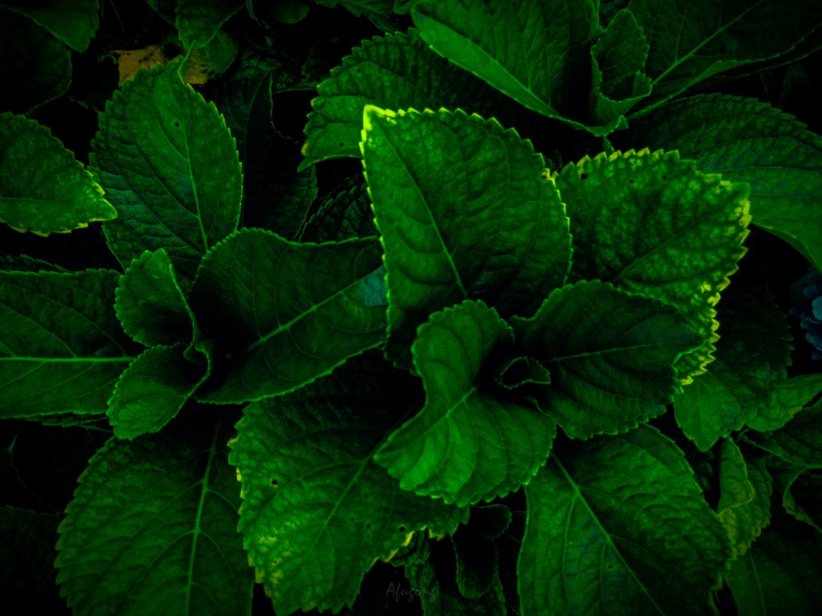 afugong's tweet photo. #lightroom #photography #plant #nature #Meghalaya #mawlynnong #leaves #mobilephotography https://t.co/NVB0rLA45Q