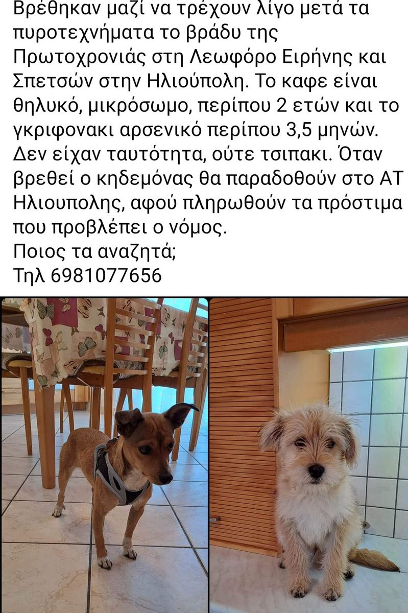 🆘🆘🆘
Βρέθηκαν να τρέχουν μαζί λίγο μετά τα πυροτεχνήματα το βράδυ της Πρωτοχρονιάς στη λεωφόρο Ειρηνης κ Σπετσών στην Ηλιούπολη!Θηλυκό κ αρσενικό,2 χρονων κ περίπου 3.5 μηνών!Δεν έχουν τσιπ!
Τα αναζητά κανείς;
Rt 🙏🙏🙏