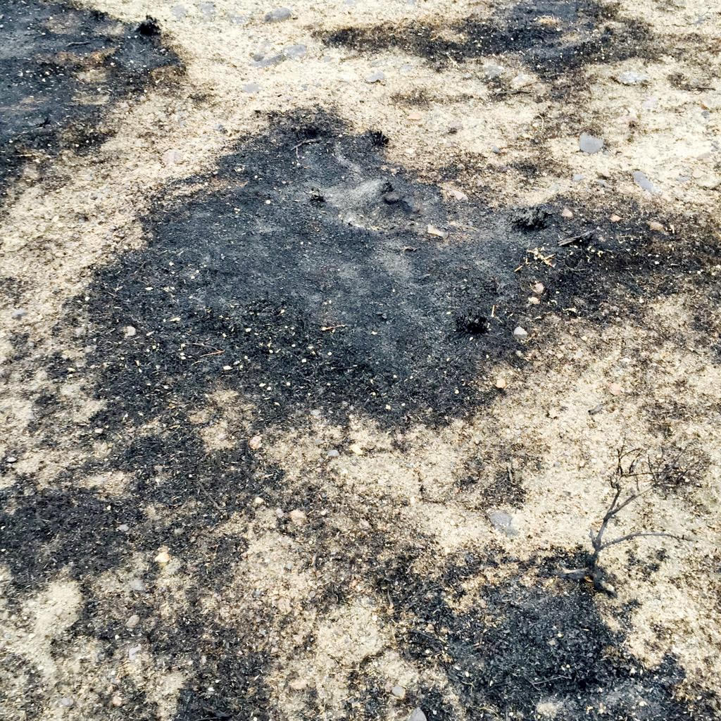 Nicholas R. Patton tweet media