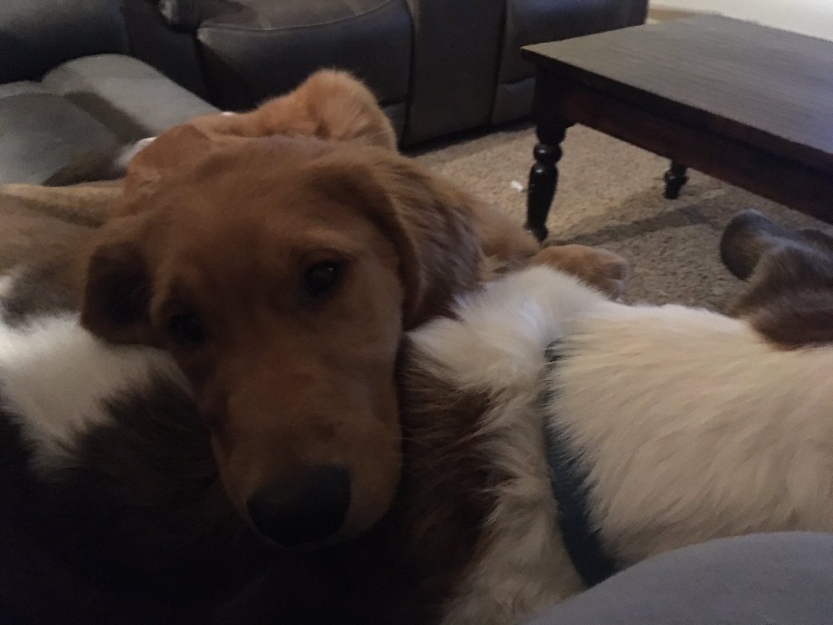linnzij's tweet photo. It’s my last day of break and I’m not ready to leave these cuddles…. #puppy #goldenretriever #boxsky https://t.co/XfnJn5x5MD