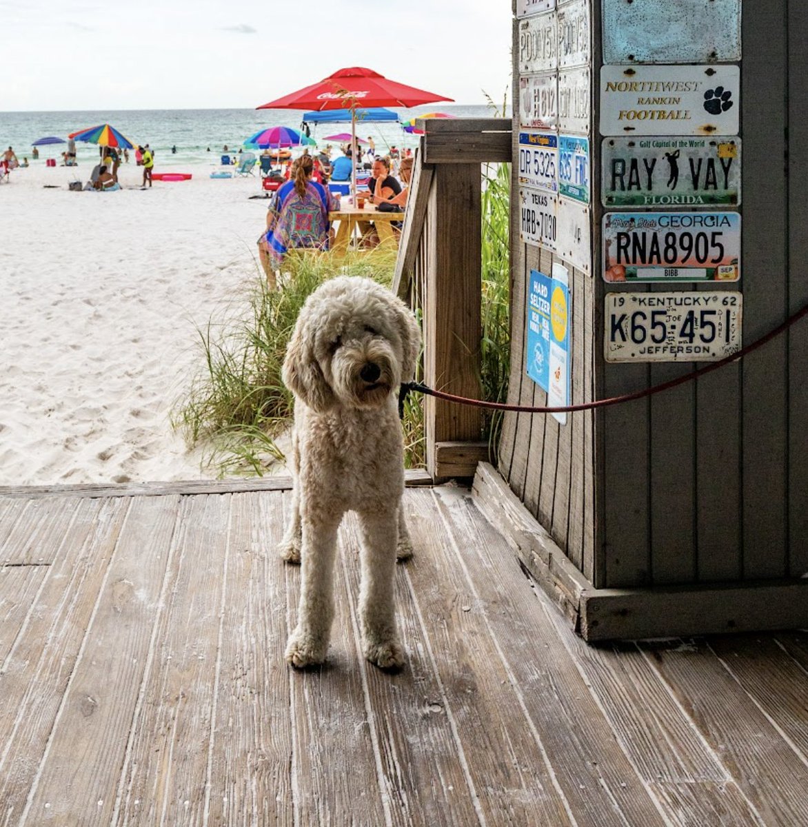 Pet Friendly Vacation Rentals at Seascape Resort - Pet lovers are a breed unto themselves! Are you one? Seascape resort offers exclusive pet friendly rentals in Destin, FL. One that would NEVER even consider a vacation without your furry friend? You treat that friend better t ...