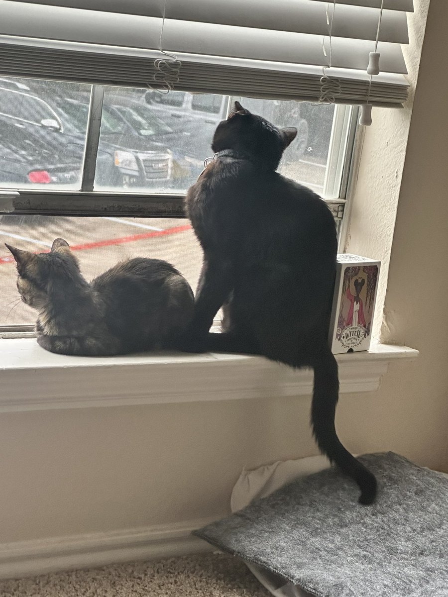 One thing they gone do is look out the window. #CatsOfTwitter #blackcat #tortoiseshellcat