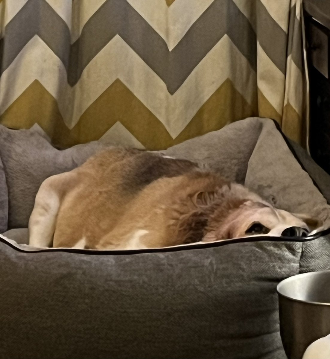 Iz bein a hippo 🐽