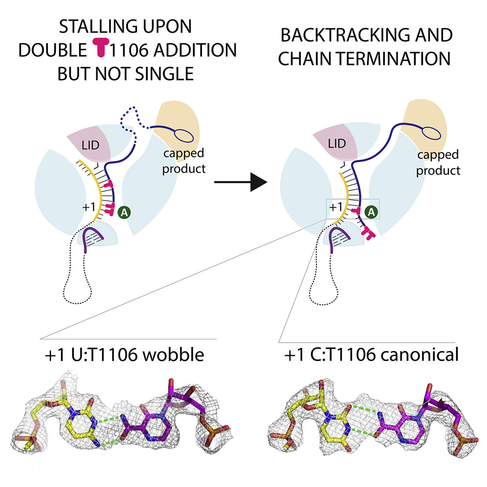 Tomas Kouba (@tm_kouba) on Twitter photo #Favipiravir like #nucleoside analog T1106 makes the #H7N9 #flu polymerase to stall and go backwards. See how the T1106 #antiviral works and makes wobbly #RNA in our #cryoEM study done <a href="/EMBLGrenoble/">EMBL Grenoble</a>
with the help of <a href="/EMBLHeidelberg/">EMBL Heidelberg</a>, #ESRF and #CIISB.
doi.org/10.1016/j.celr… #Favipiravir like #nucleoside analog T1106 makes the #H7N9 #flu polymerase to stall and go backwards. See how the T1106 #antiviral works and makes wobbly #RNA in our #cryoEM study done <a href="/EMBLGrenoble/">EMBL Grenoble</a>
with the help of <a href="/EMBLHeidelberg/">EMBL Heidelberg</a>, #ESRF and #CIISB.
doi.org/10.1016/j.celr…