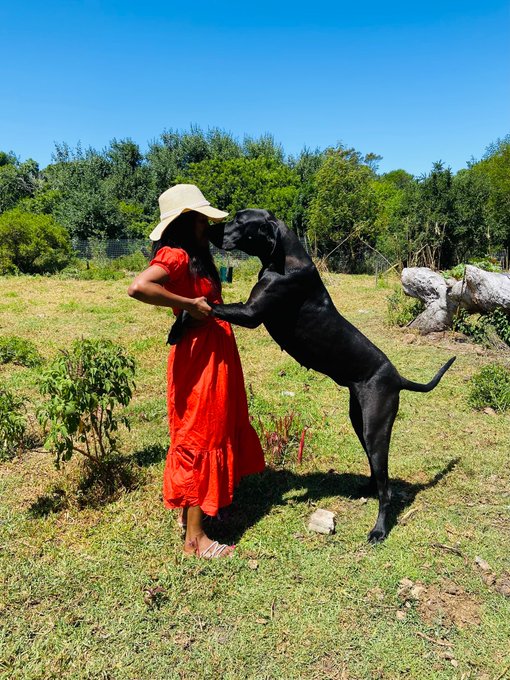 Who else loves Great Dane&rsquo;s  #GreaDanes https://t.co/zCbQcBn4lP<a href="/tag/greadanes"class="tags">#GreaDanes</a>