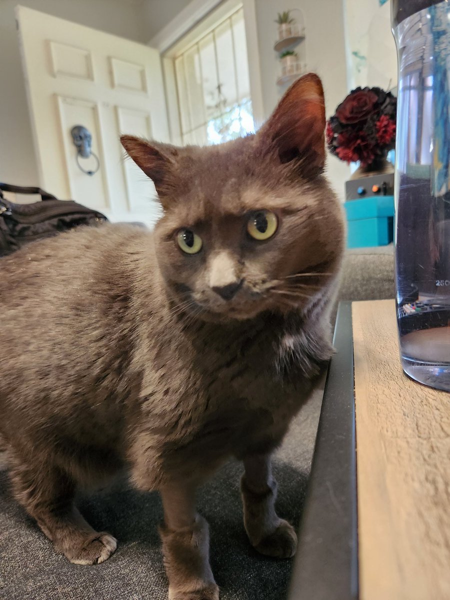 shumbawamba's tweet photo. @JeremyNDooley My sister's cat had similar Uggs not too long ago 😂 Glad he is back home with you all! https://t.co/YrYdr4dyov