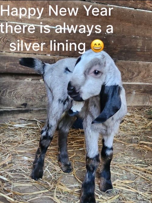 serenitygoats's tweet photo. Happy New Year 2023 - Goat Kids, Goat Yoga, Goatmilk Soaps &amp; Lotions - What's in Store? - https://t.co/IYcuG0dTV1 https://t.co/ZGNZs2t1Zi