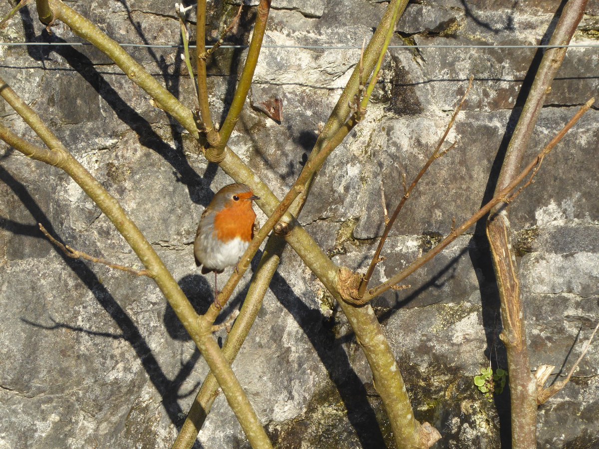 Some rebel beauties for #SmallBeautiesHour… packing away my baubles for another year - in a proper bauble storage box! Morning mist. The pond at <a href="/Aberglasney/">Aberglasney Gardens</a> wonderfully beautiful; and a robin who kindly posed for me during my visit today!