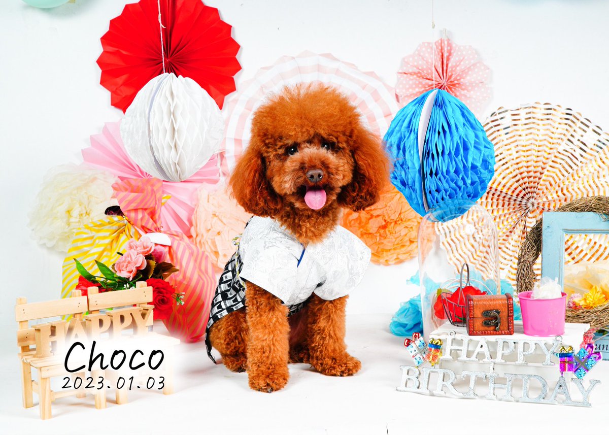 MochaChocotoyp's tweet photo. 本日1月3日はチョコの2歳の誕生日㊗️
誕生日おめでとう🎂
今年も #FourMpet さんで撮影していただきました!
今年も元気で楽しい1年にしようね!
壁紙は絶対剥がすなよ!
#2歳の誕生日 #トイプードル #トイプードルレッド #チョコ #トイプードル生活 #トイプードル男の子 https://t.co/FsPD5jGaYY