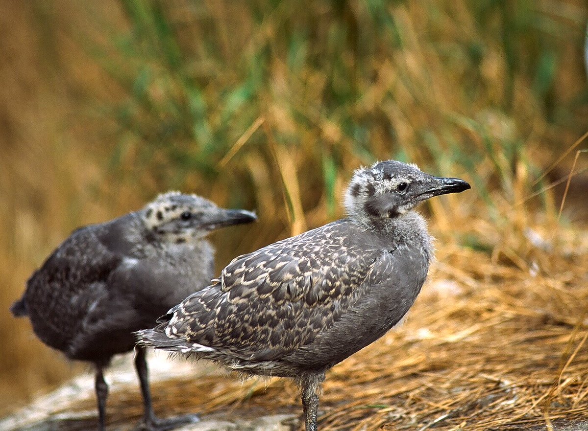 Louise Blight tweet media