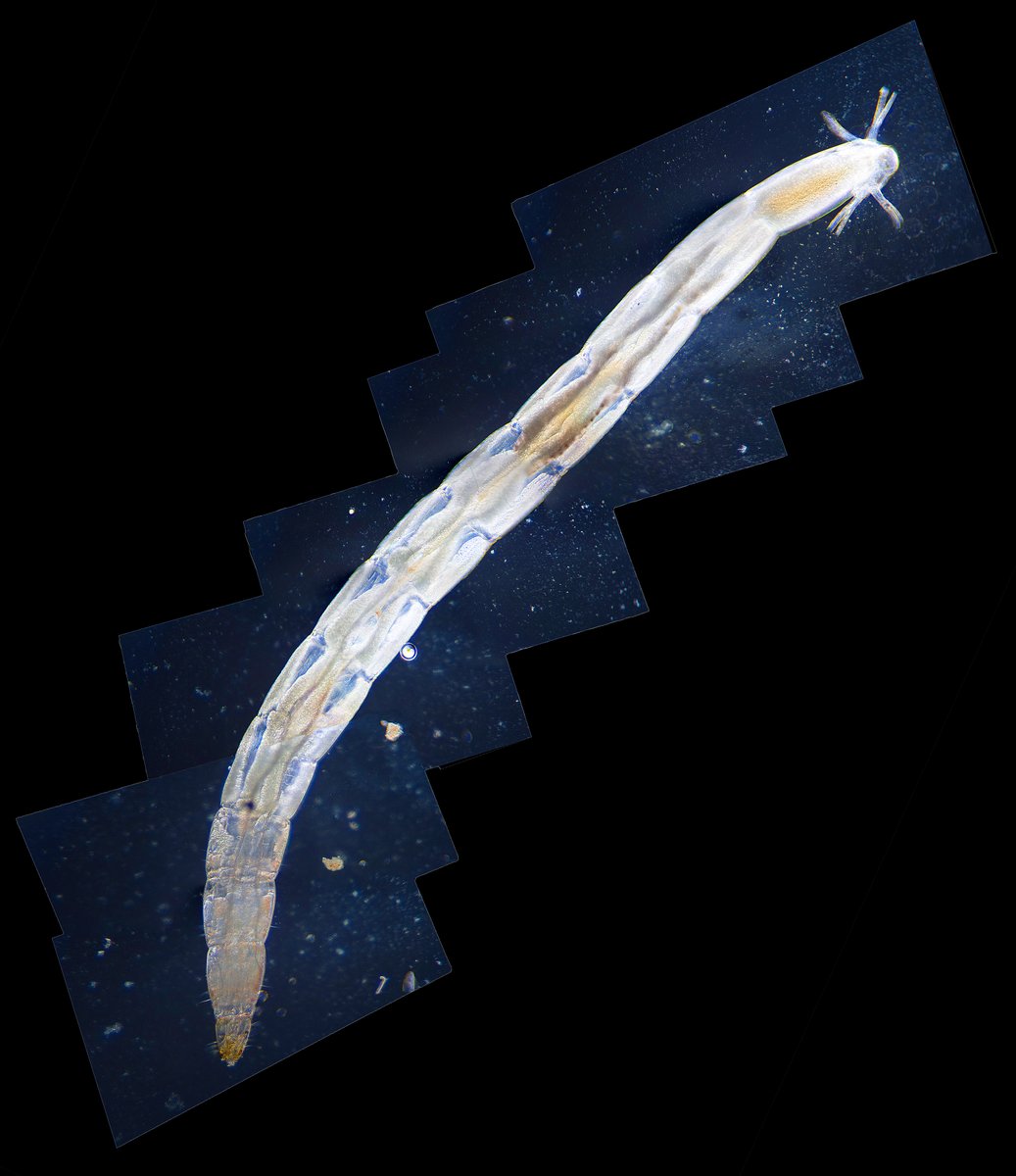 JSatrovskis's tweet image. Šodien tāds brangāks tārps gadījās zem mikroskopa #microscopy #microcosmos