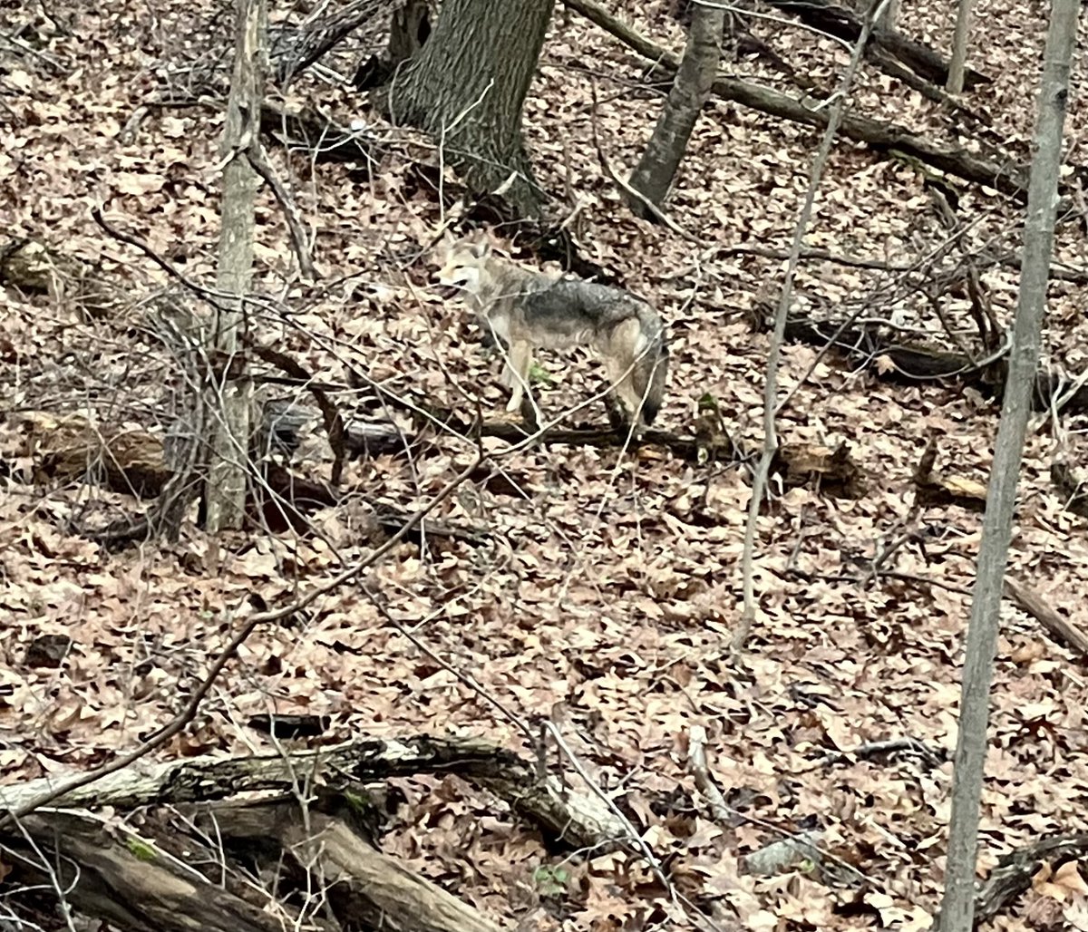 Coyotes, like this one recently seen in #vancortlandtpark are becoming a more common sight in the Bronx. 
 
Seeing a coyote for the first time can be an exhilarating or an alarming experience.  Most coyotes are not dangerous and actively try to avoid people.