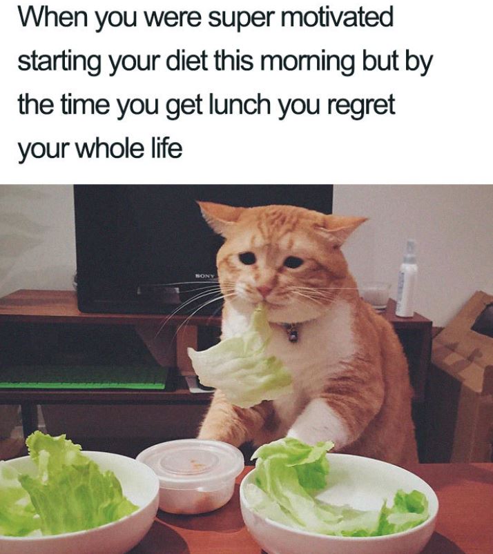 Ta1Doe's tweet photo. Dieting can really make eating unhappy. 
#meme #dieting #diet #dietingmeme #dietmeme #funny #lol #cute https://t.co/TM6m2GKWFq