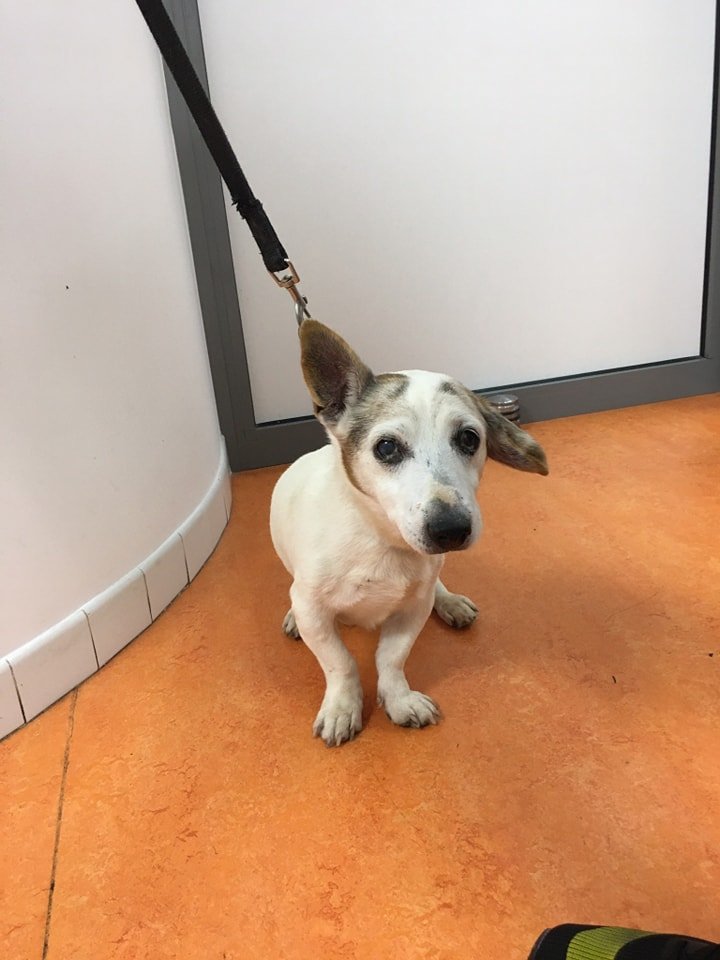 Association Pédagogique TERRE DE SOLEIL1/2
2921 route de Grasse 06530 Saint-Cézaire

Adoption d'ici fin de semaine ou eutha !!
Le proprio est décédé et la famille ne souhaite pas le garder. 😞
Il a 15 ans, c'est un gentil papi qui, à priori, est OK chats et OK chiens.