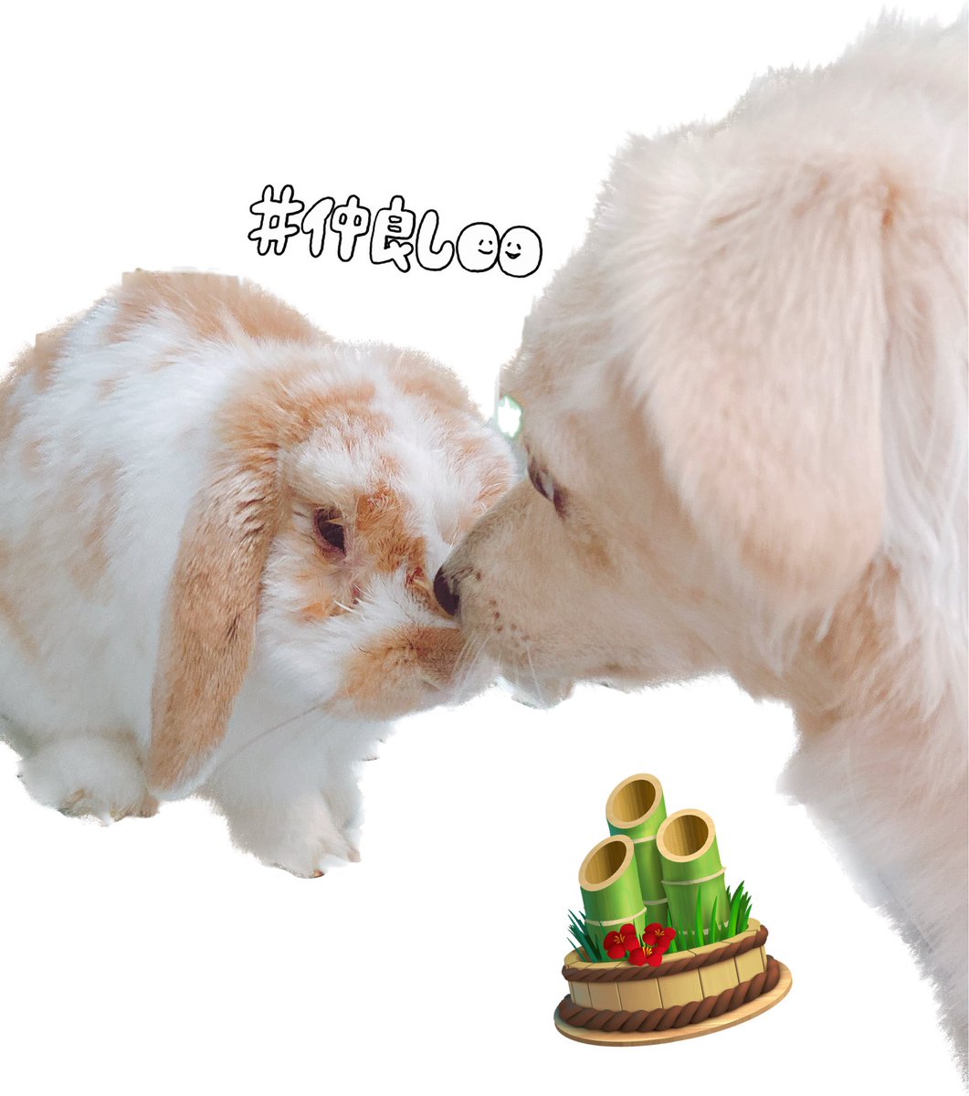 0601chiwan's tweet photo. 🎍新年のご挨拶🎍をしております。

             🐰ラテ＆マロン🐶

 #兎年  #うさぎと犬 #いぬのいる暮らし https://t.co/CDwnpRdZ6J