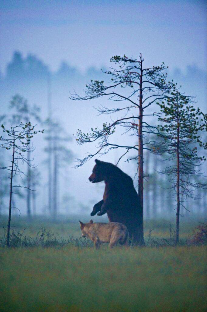 LakotaMan1's tweet image. A Brown Bear and a Grey Wolf were seen over a 10 day period working in tandem as a team hunting together and sharing their spoils. We can learn so much by simply observing (and not murdering) — such magnificent sentient beings. Agree?