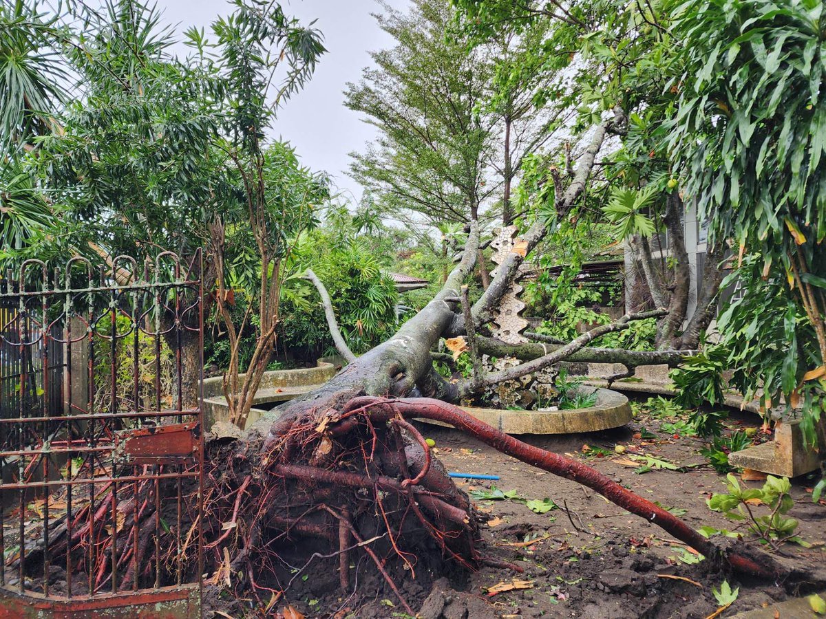 Daily Guardian on Twitter "LOOK Clearing operations underway on