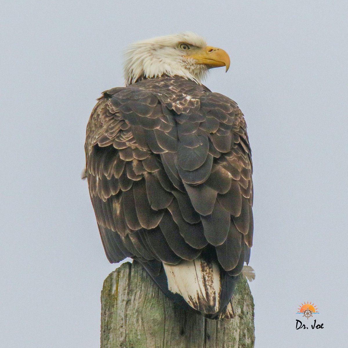 A good first day birding in the New Year! Always a thrill spotting an American Bald Eagle! Happy New Year!!